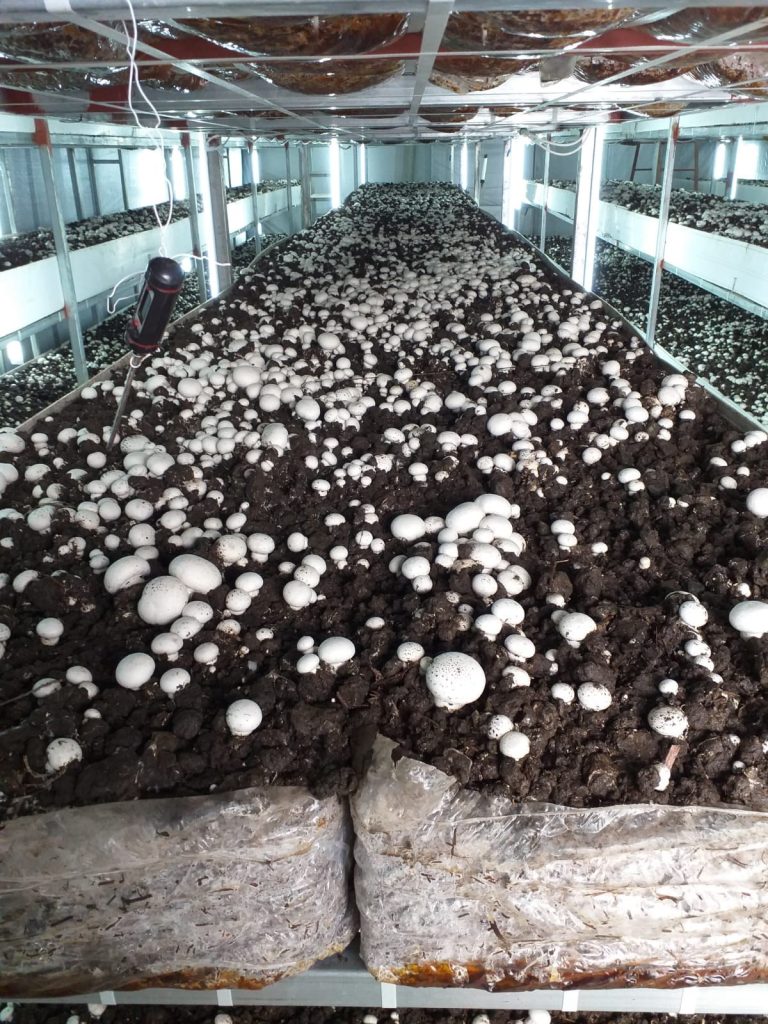 Büyükşehir mantar üretim tesislerini kapattı