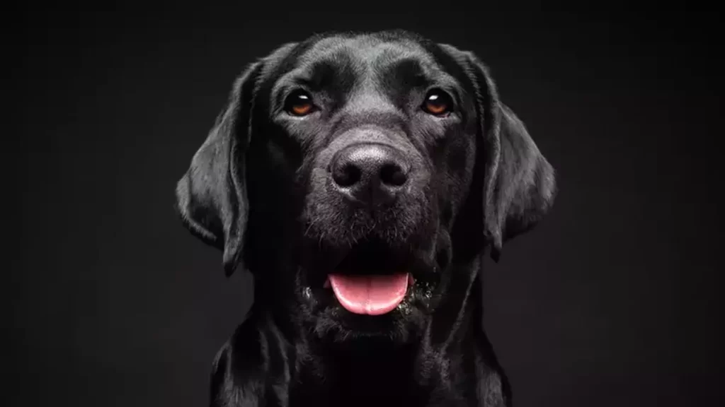 rüyada köpek