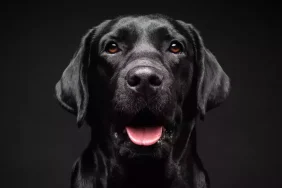 rüyada köpek