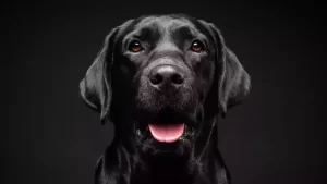 rüyada köpek