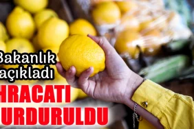Limon ihracatı durduruldu 2025