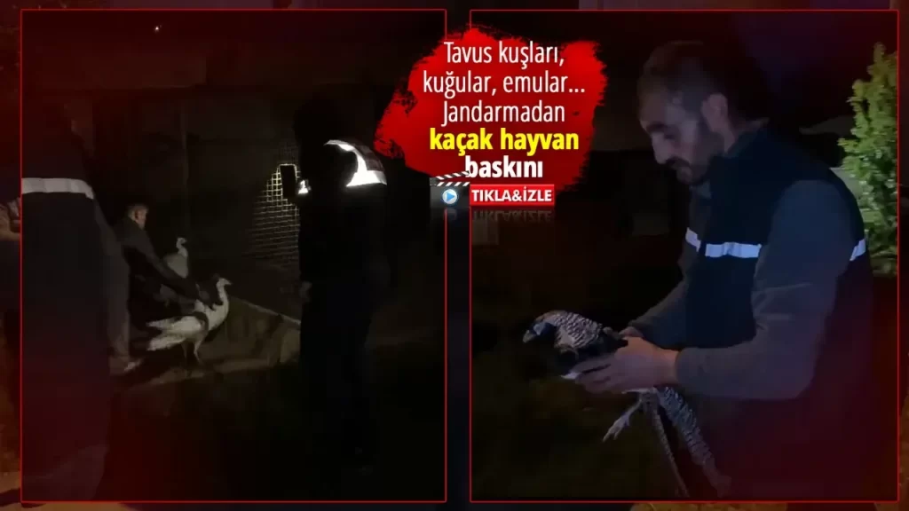 geyvede ilginc olay