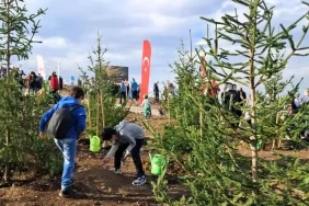 ferizli fidan dikimi