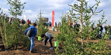 ferizli fidan dikimi