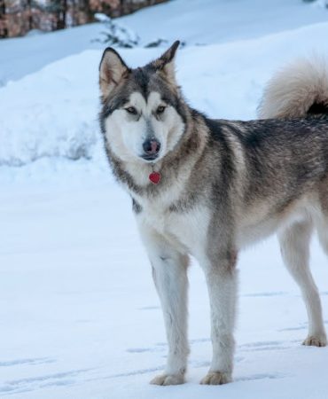 Meteoroloji8217den 5 Il Icin Kuvvetli Kar Yagisi Uyarisi featured