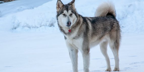 Meteoroloji8217den 5 Il Icin Kuvvetli Kar Yagisi Uyarisi featured