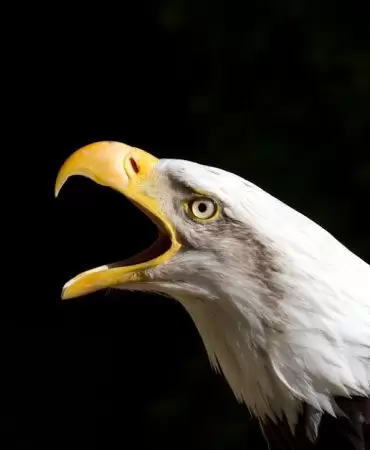 Sakarya ve Kocaeli8217den Buyuk Filistin Mitingi8217ne Guclu Cagri featured