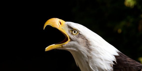 Sakarya ve Kocaeli8217den Buyuk Filistin Mitingi8217ne Guclu Cagri featured