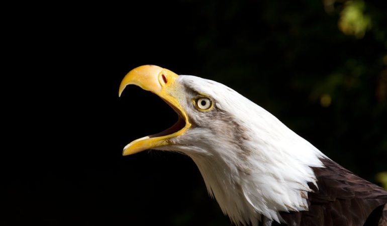 Sakarya ve Kocaeli8217den Buyuk Filistin Mitingi8217ne Guclu Cagri featured