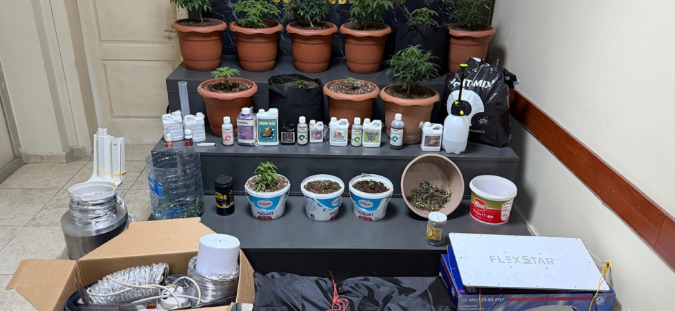 Sakarya'da Kenevir Yetiştiren 2 Şüpheli Yakalandı.