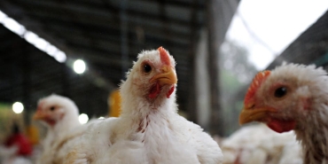 Ferizli8217deki Kumes Hayvani Ciftligine Biyoguvenlik Kisitlamasi featured