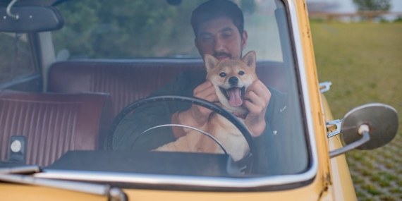 Sakarya8217da Kopek Icin Direksiyon Kirdi Surucu Duvara Carpti featured