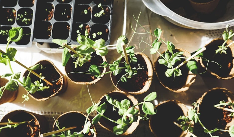 Samsunspor8217un Avrupa Macerasi Basliyor Shkendija Maci Detaylari featured