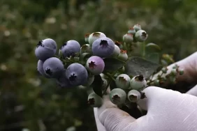 Karapürçek'te aronya heyecanı: Kilosu 400 TL'ye kadar alıcı buluyor 7 Karapurcek8217te-aronya-heyecani-Kilosu-400-TL8217ye-kadar-alici-buluyor-featured