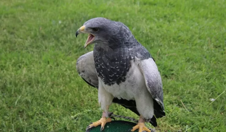 Sahin8217in-Cakarli-Araci-Sorusturmasinda-Carpici-Detaylar-featured